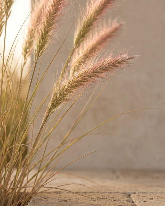 زيت بالماروزا العطري النقي - Delune