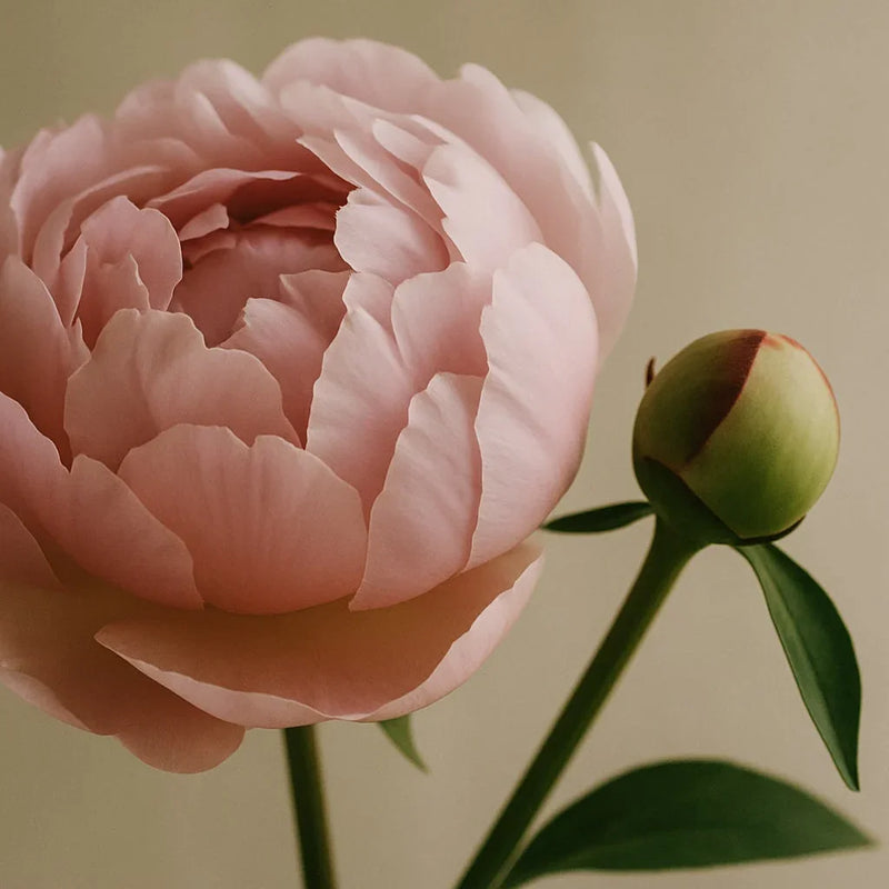 Blush Peony & Suede - Bar Soap - Delune 