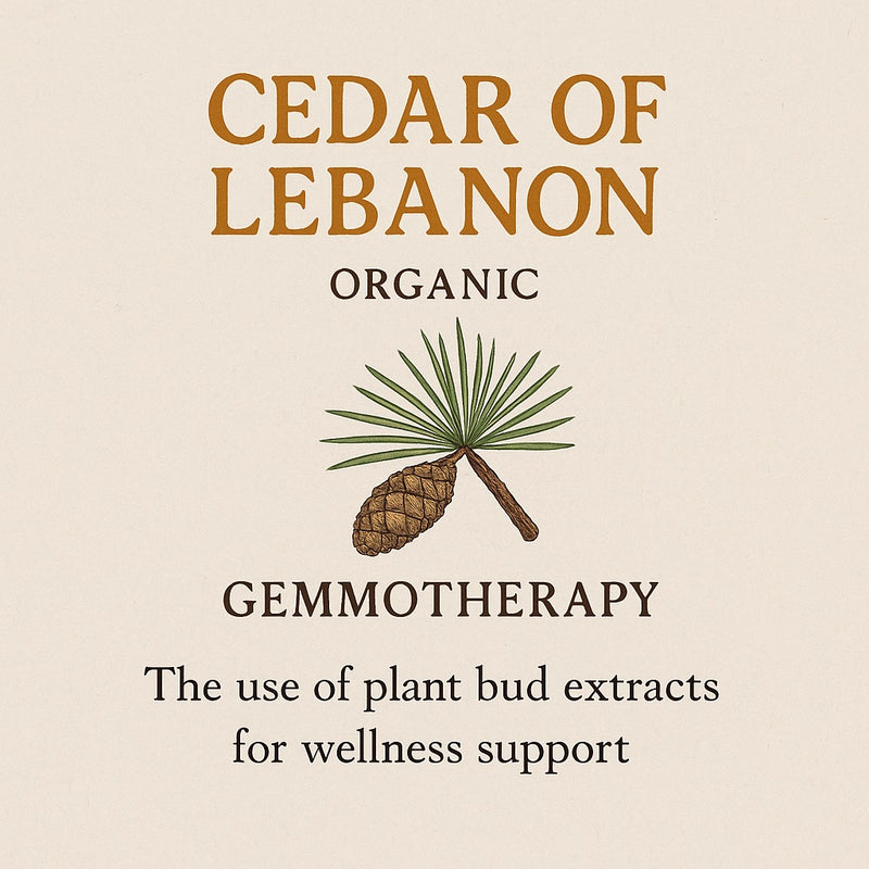 Cedar of Lebanon Organic Gemmotherapy