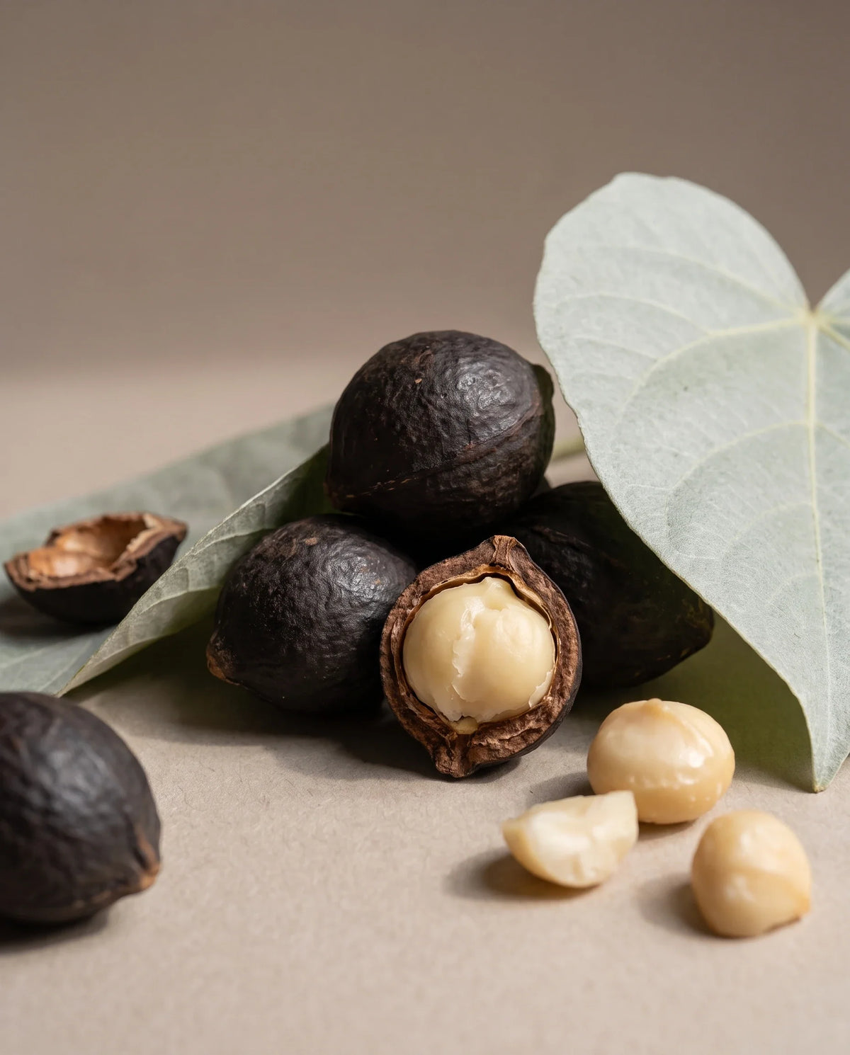 Delune Kukui Nut Oil botanical still life of kukui nuts