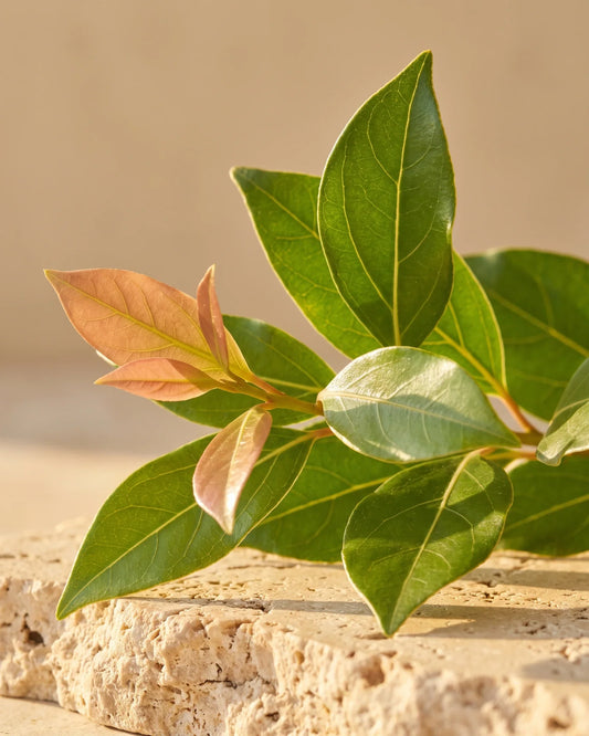 زيت رافينتسارا العطري النقي - Delune